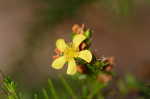 Coastal plain St. Johns wort